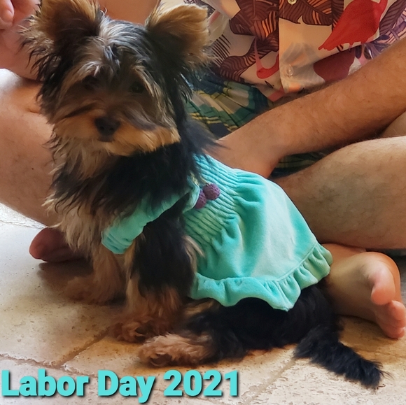 THIS BUS IS FULL!! PLEASE FIND NEW LISTING! XO - Picture 10 of 13